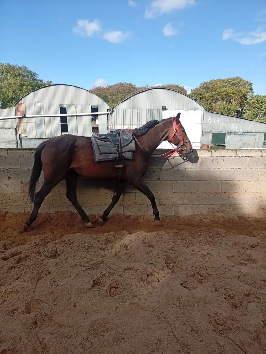 8yo tb gelding - Image 1
