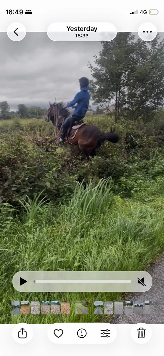 Pony - Image 1