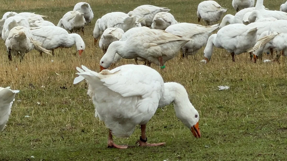 Geese - Image 3