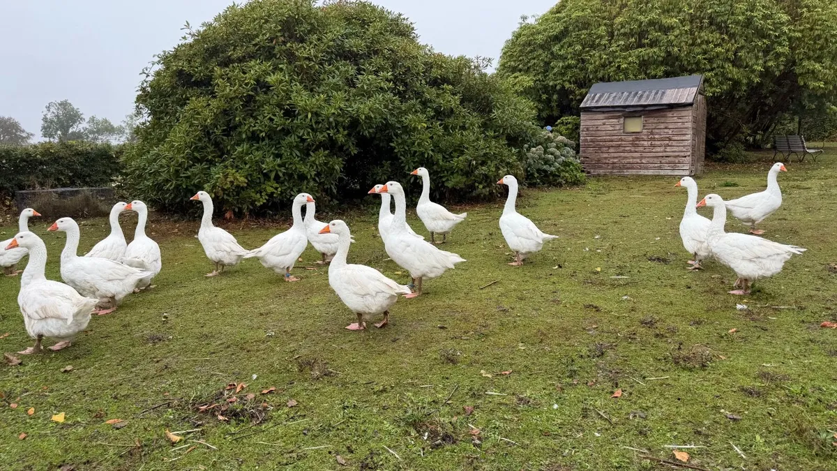 Geese - Image 4