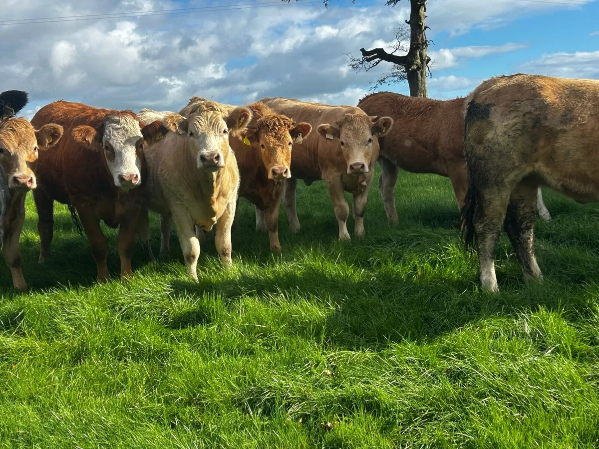 40 Super U and R Grade Heifers - Image 1