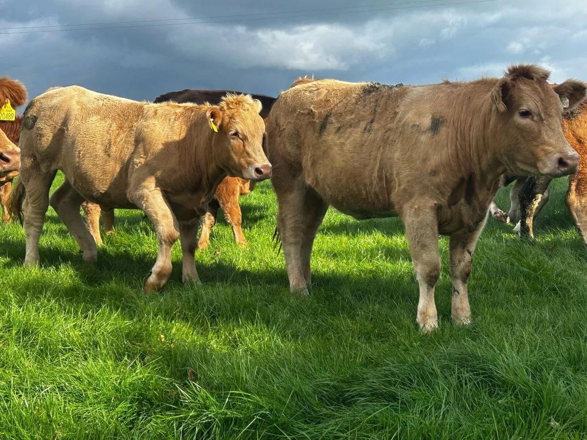 40 Super U and R Grade Heifers - Image 2