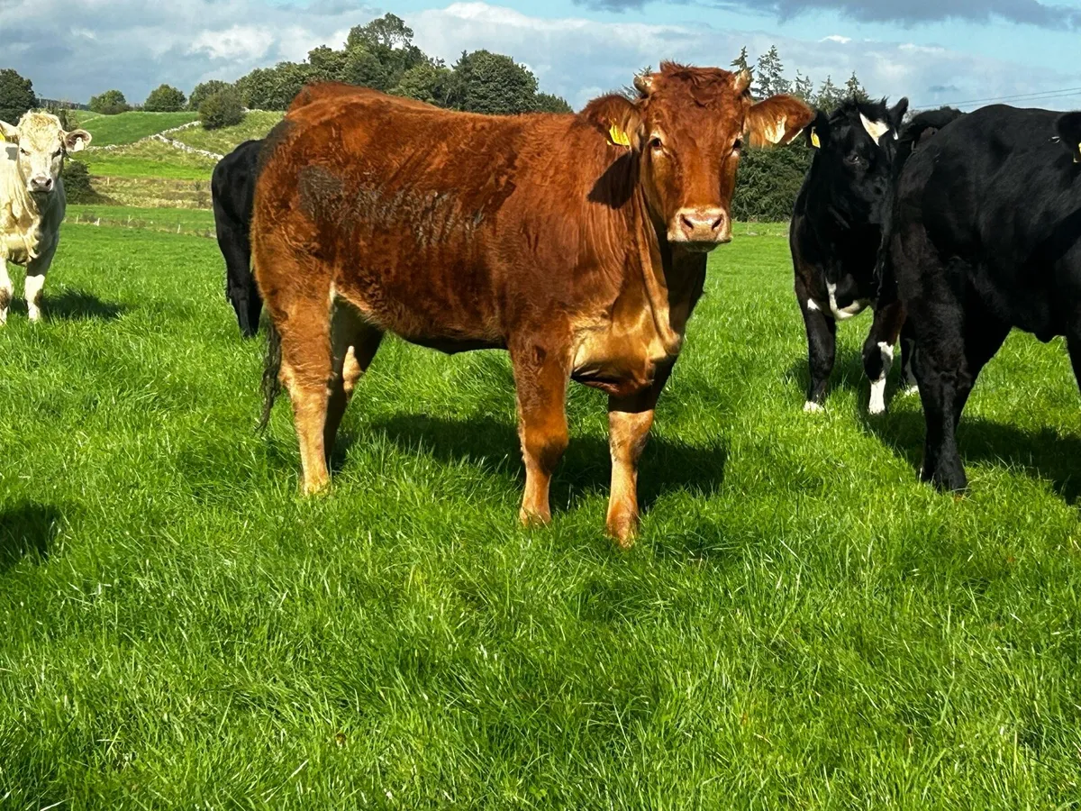 40 Super U and R Grade Heifers - Image 3