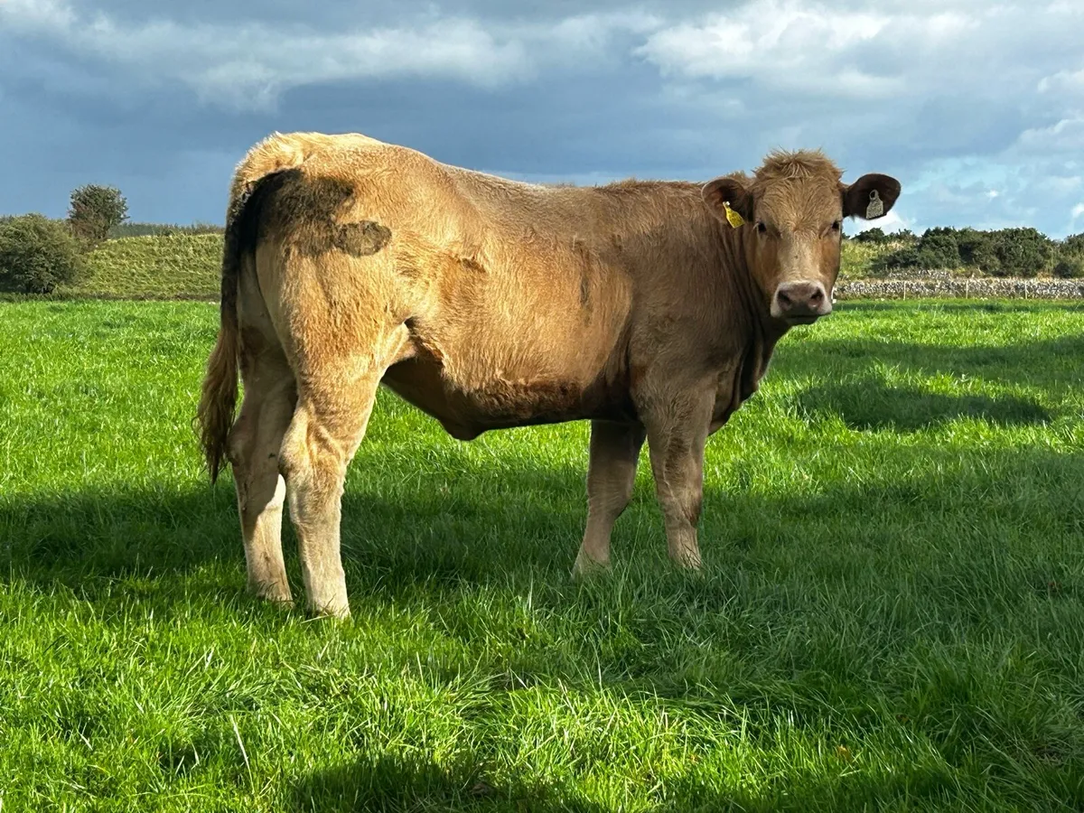40 Super U and R Grade Heifers - Image 4