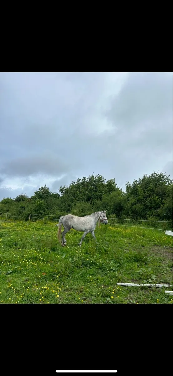 Connemara riding pony - Image 4