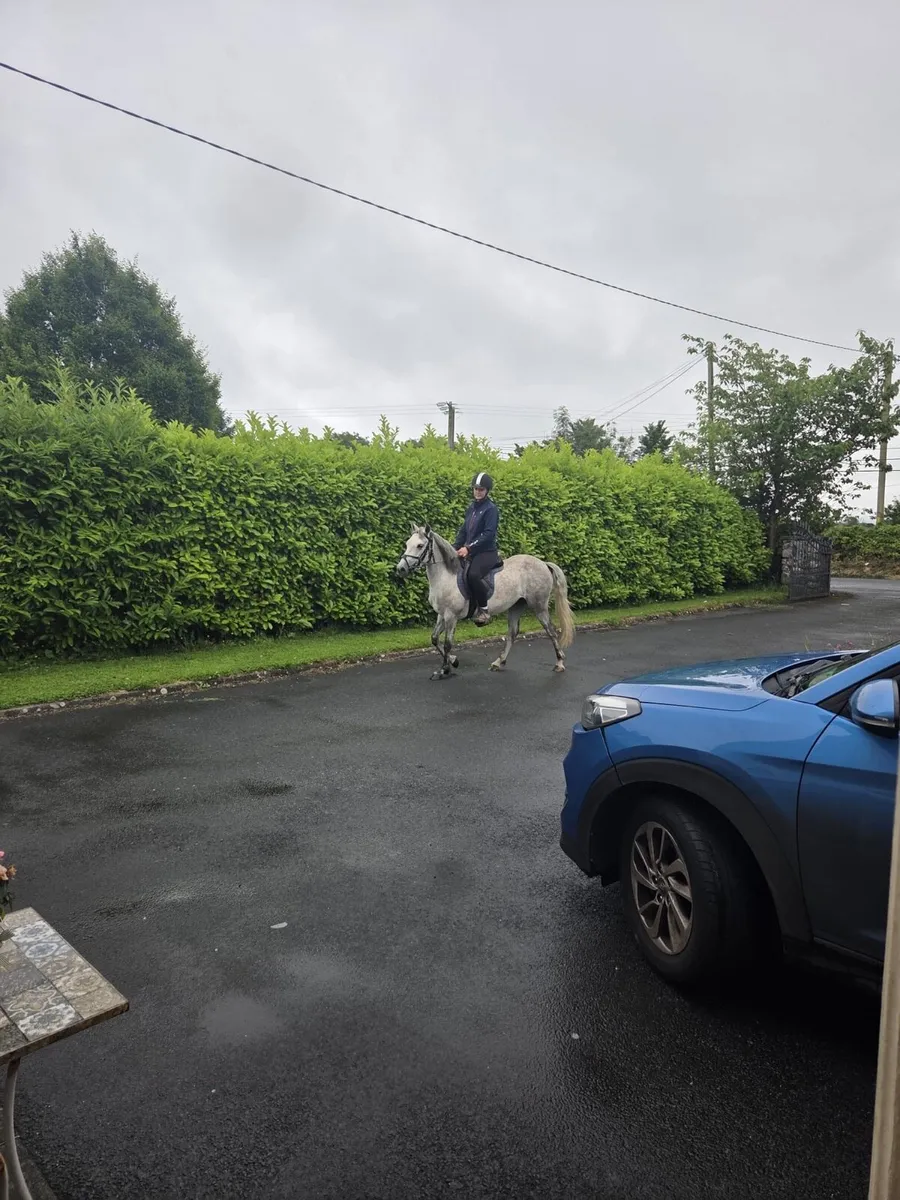 Connemara riding pony - Image 1