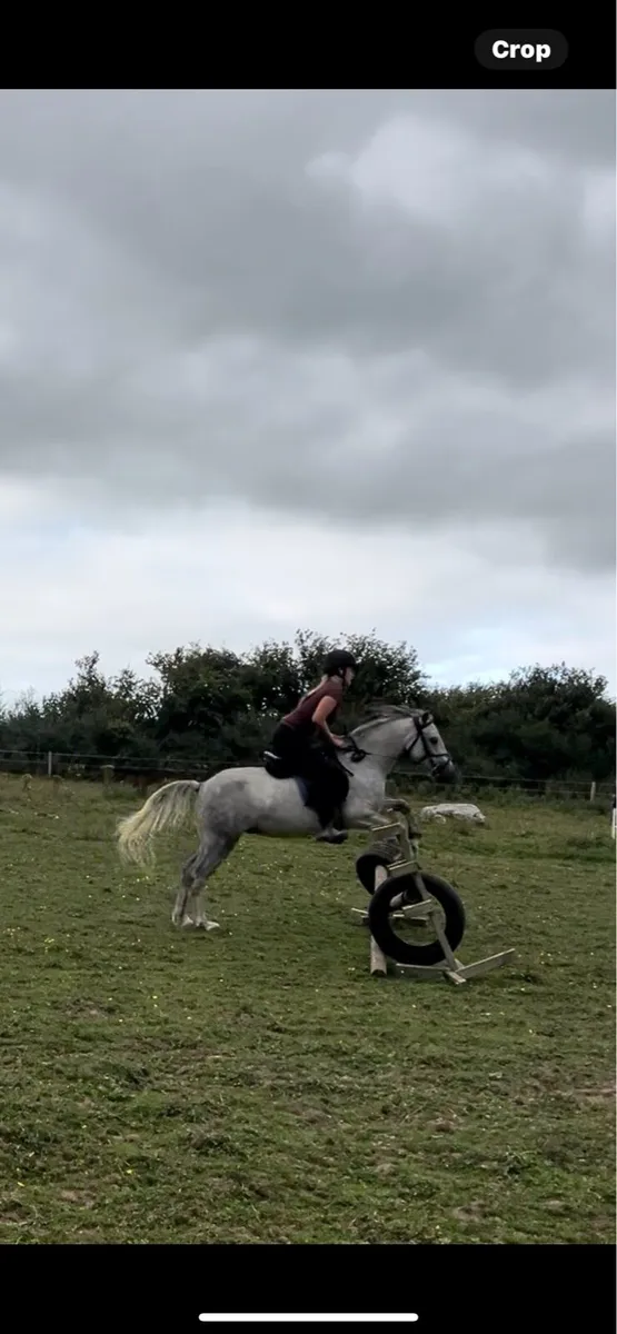 Connemara riding pony - Image 2
