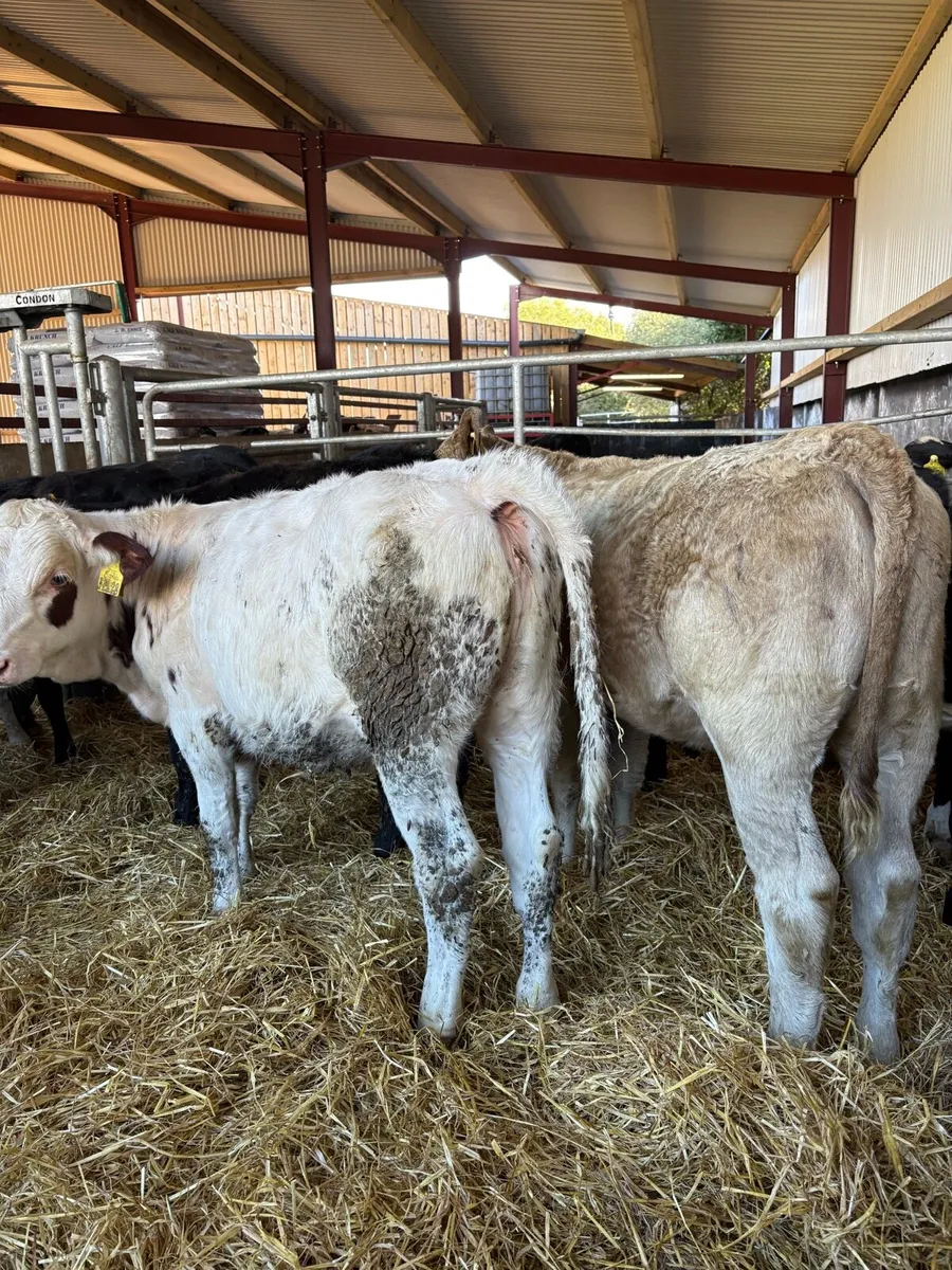 8 smashing continental bred heifer Weanlings 🔥 - Image 1