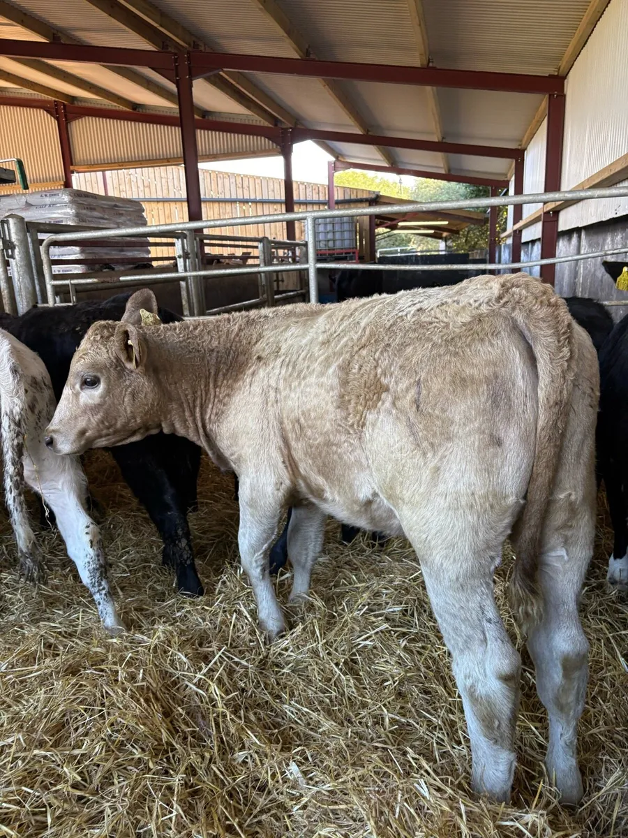 8 smashing continental bred heifer Weanlings 🔥 - Image 2