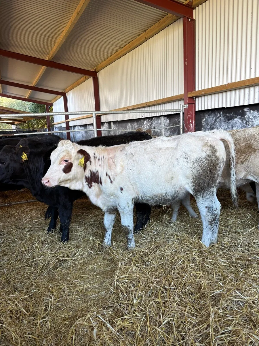 8 smashing continental bred heifer Weanlings 🔥 - Image 3