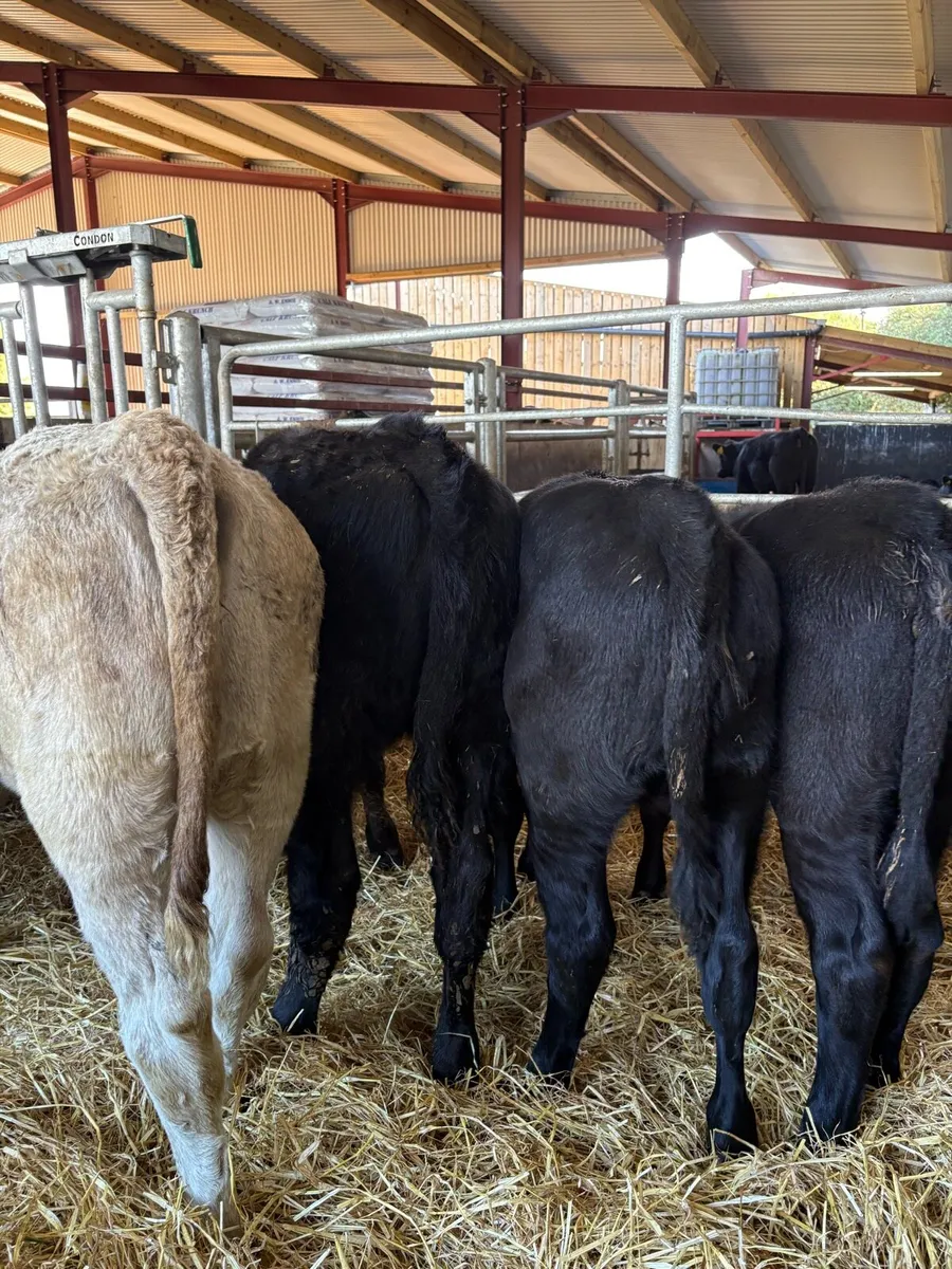 8 smashing continental bred heifer Weanlings 🔥 - Image 4