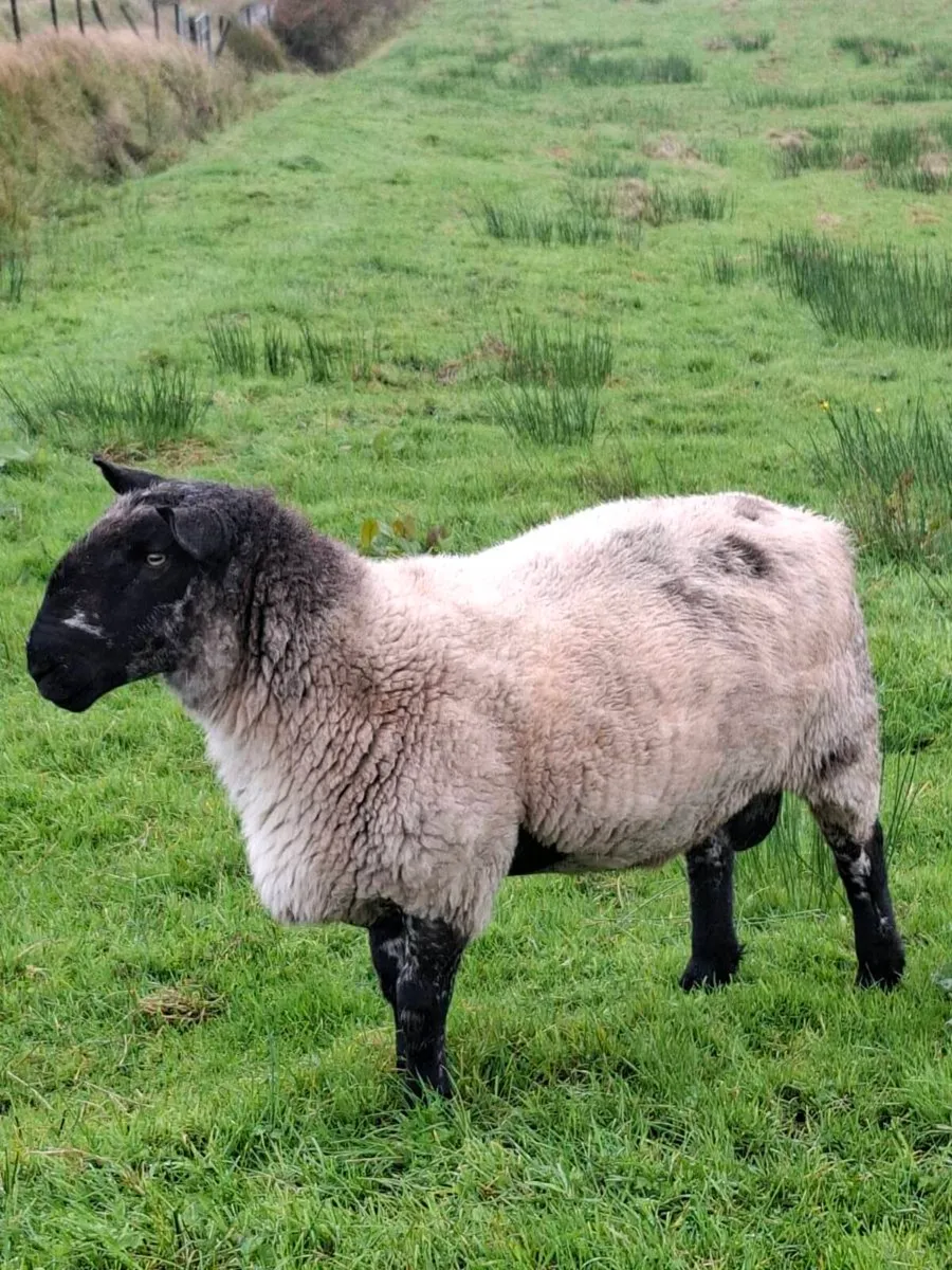 Ram for sale - Image 1