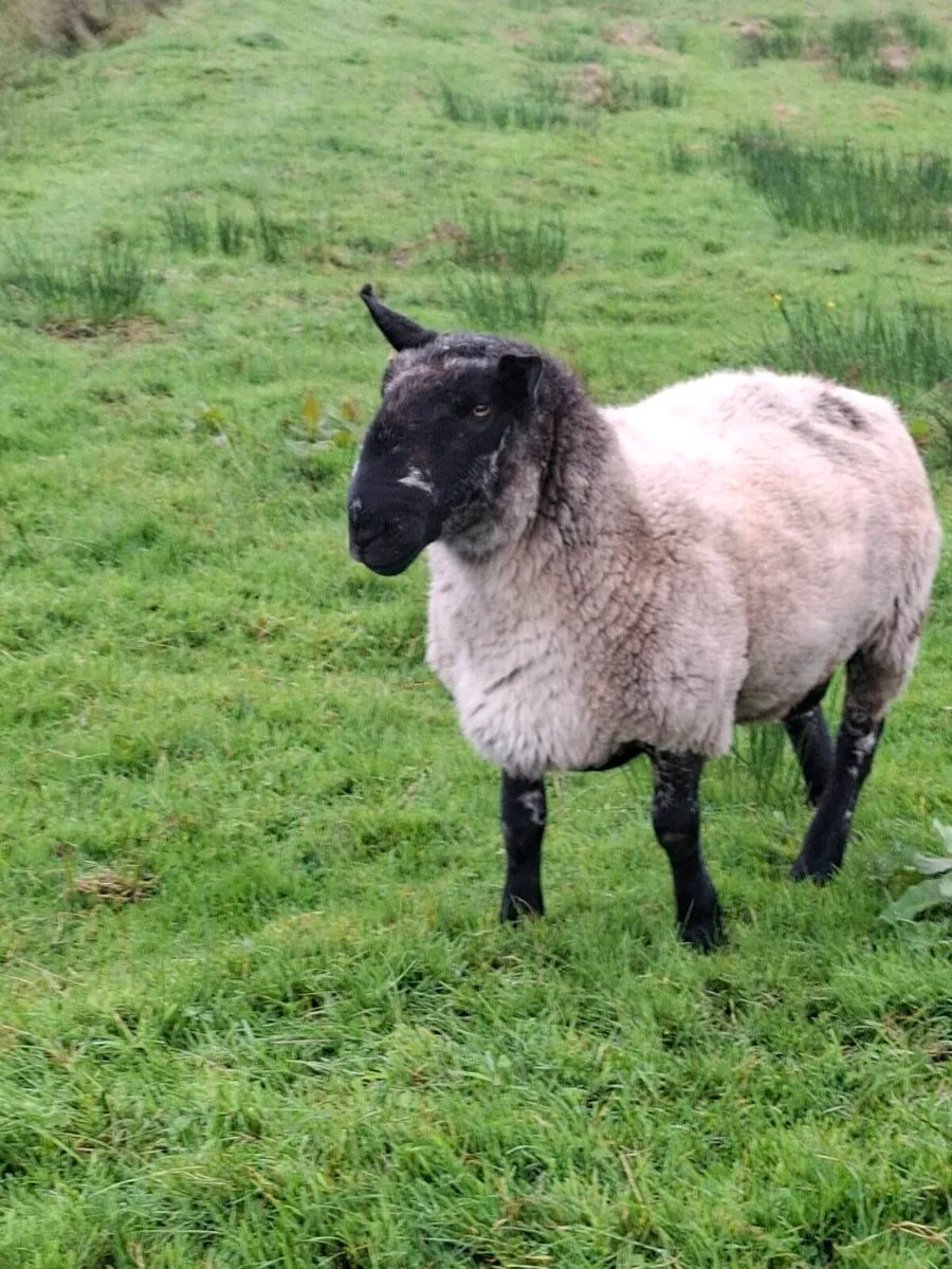 Ram for sale - Image 2