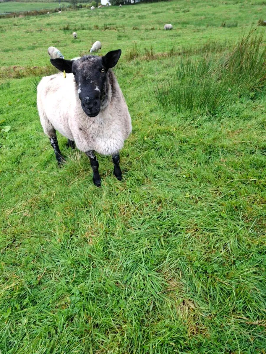 Ram for sale - Image 3