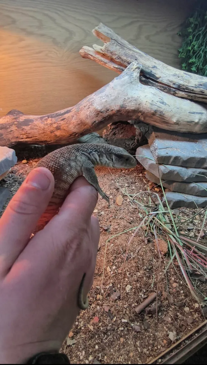 Juvenile Savannah monitors - Image 3