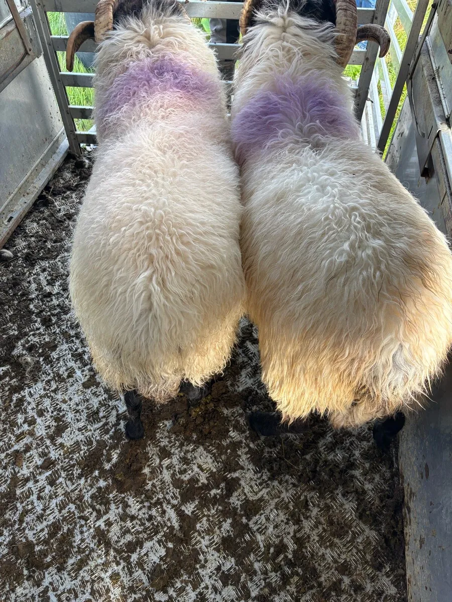 3 year old mayo blackface rams - Image 3
