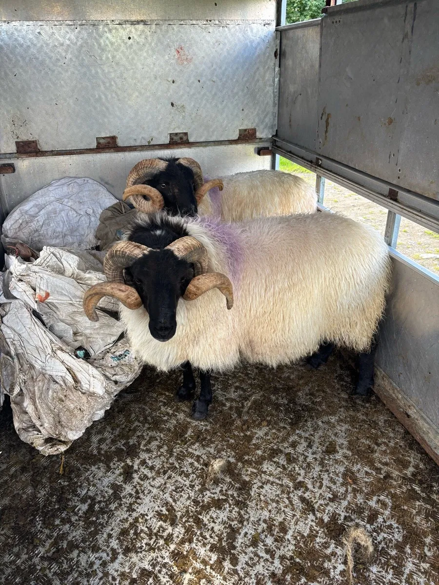 3 year old mayo blackface rams - Image 2