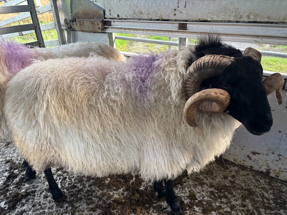 3 year old mayo blackface rams - Image 1