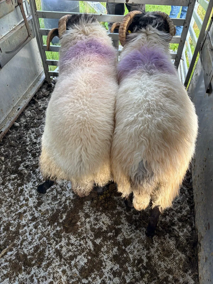 3 year old mayo blackface rams - Image 4