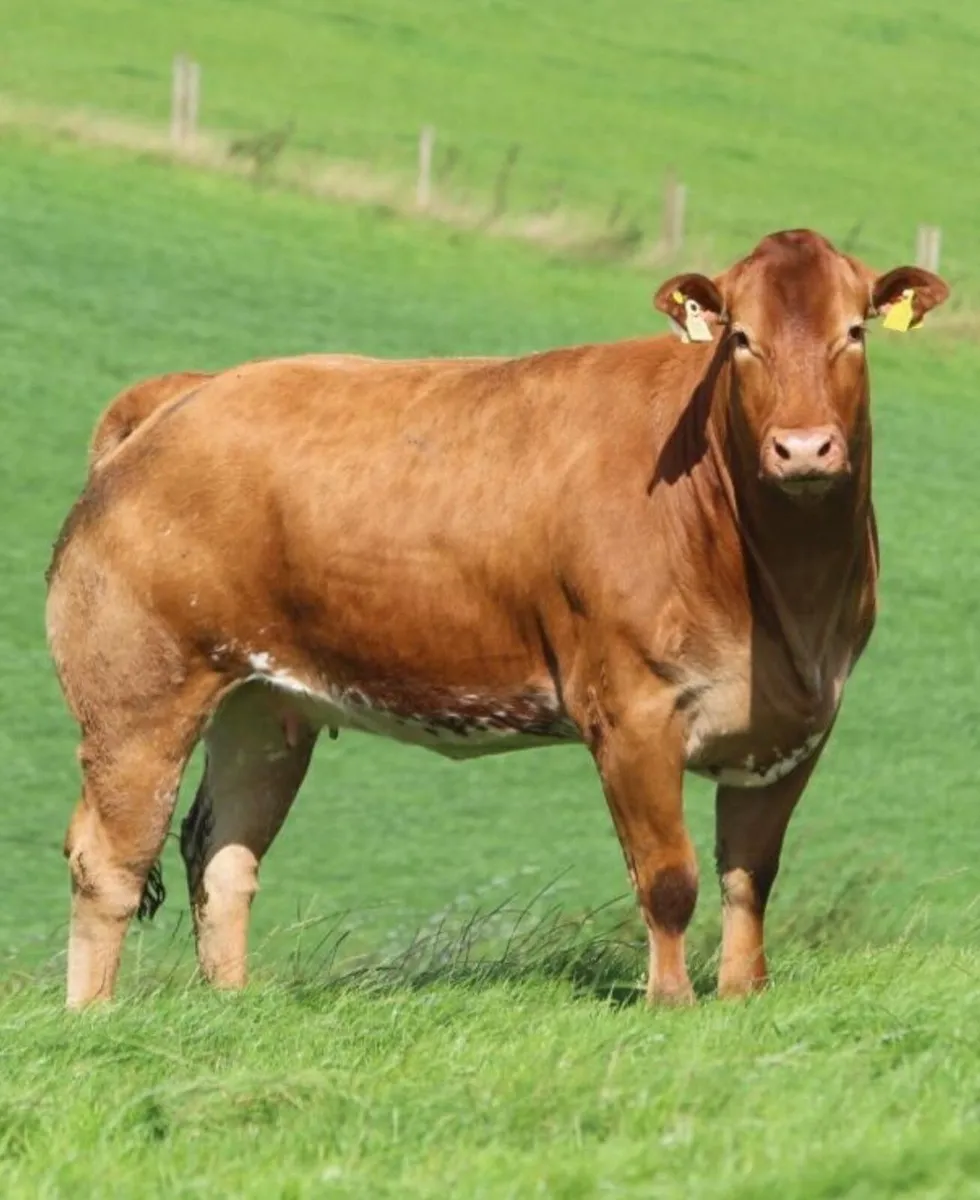 🌟70 Incalf heifers🌟Markethill Mart🌟 Sept 24th - Image 1