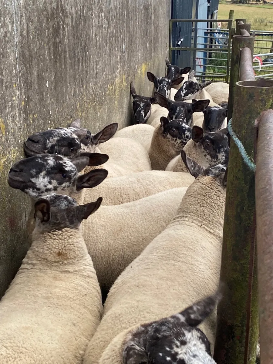 Sheep - Image 1