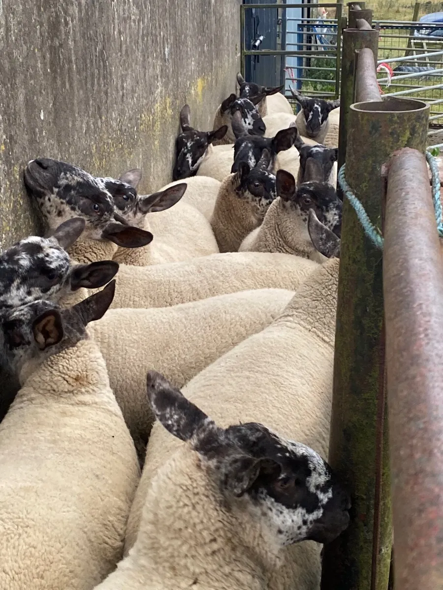 Sheep - Image 2
