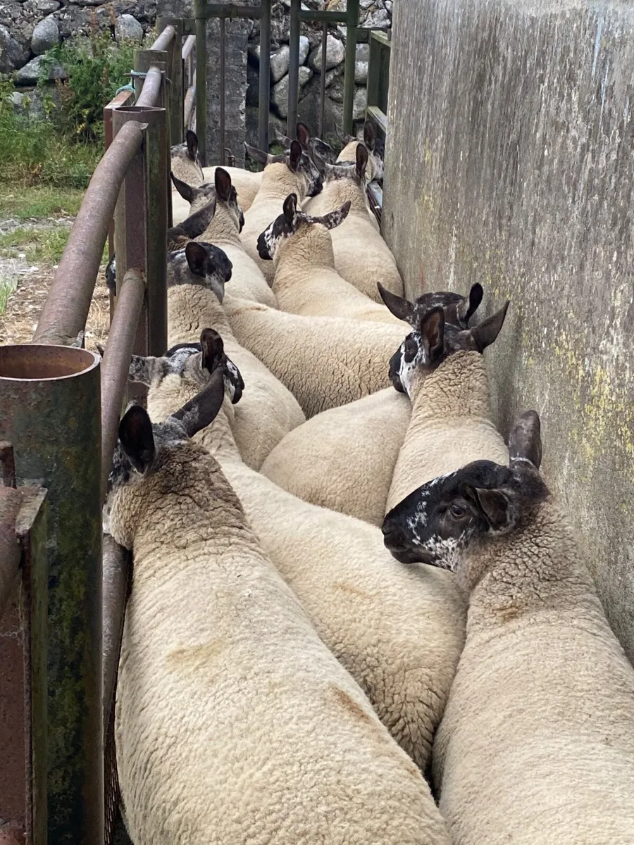 Sheep - Image 3