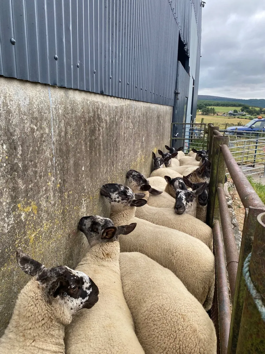 Sheep - Image 4