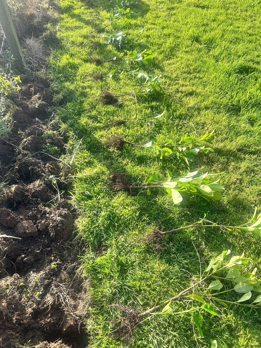 Laurel Hedging - Image 4