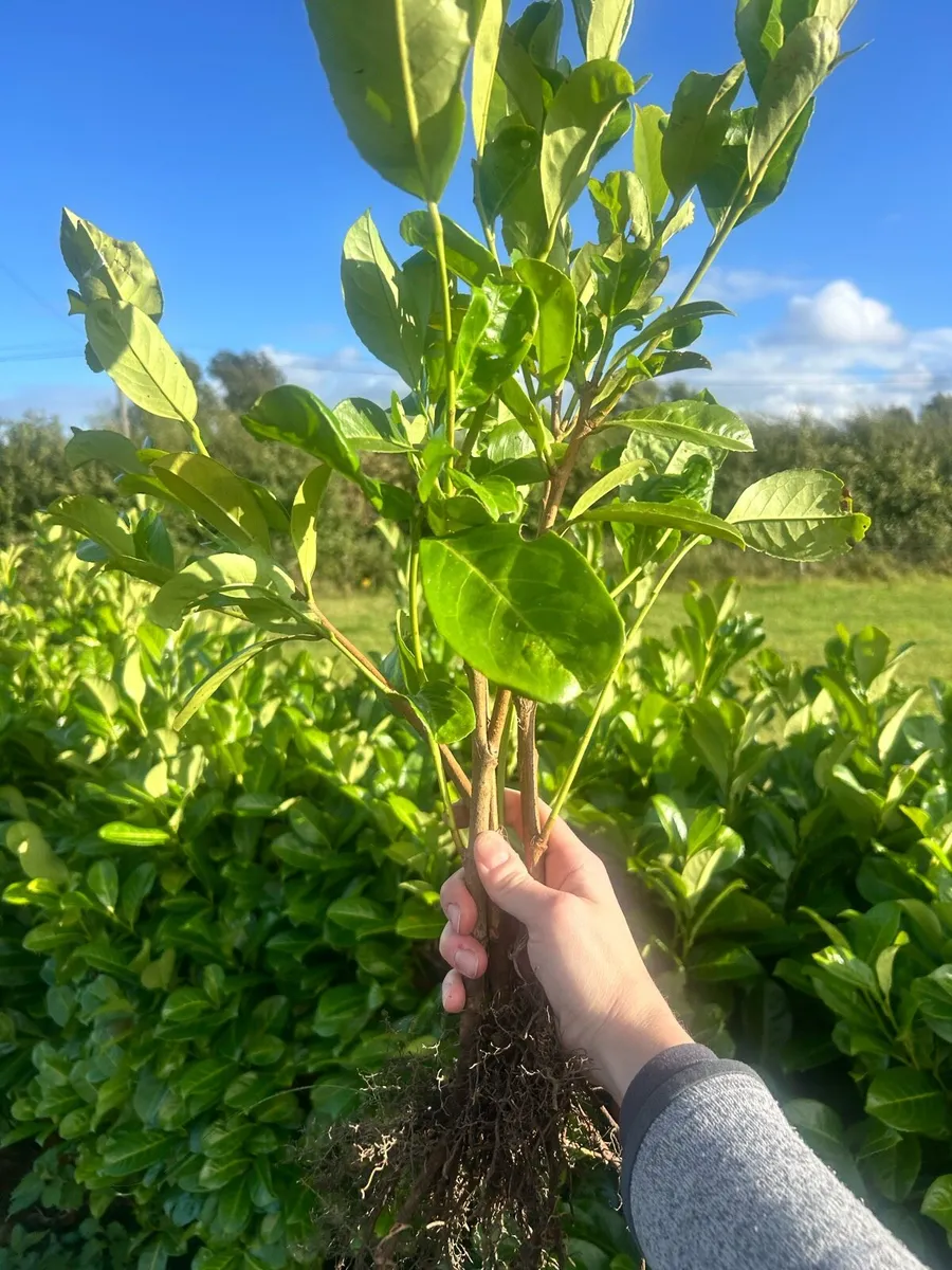 Laurel Hedging - Image 1