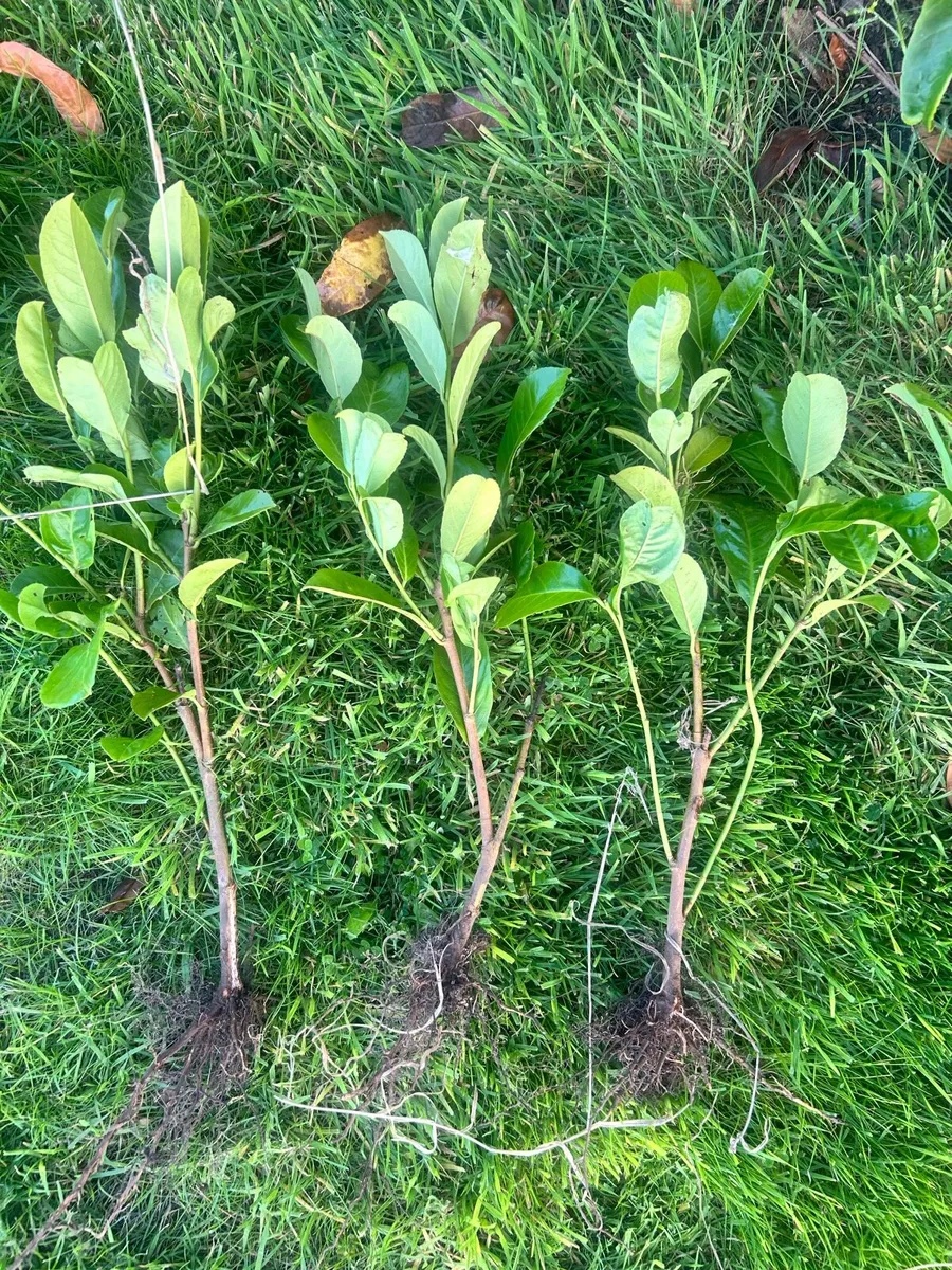 Laurel Hedging - Image 2