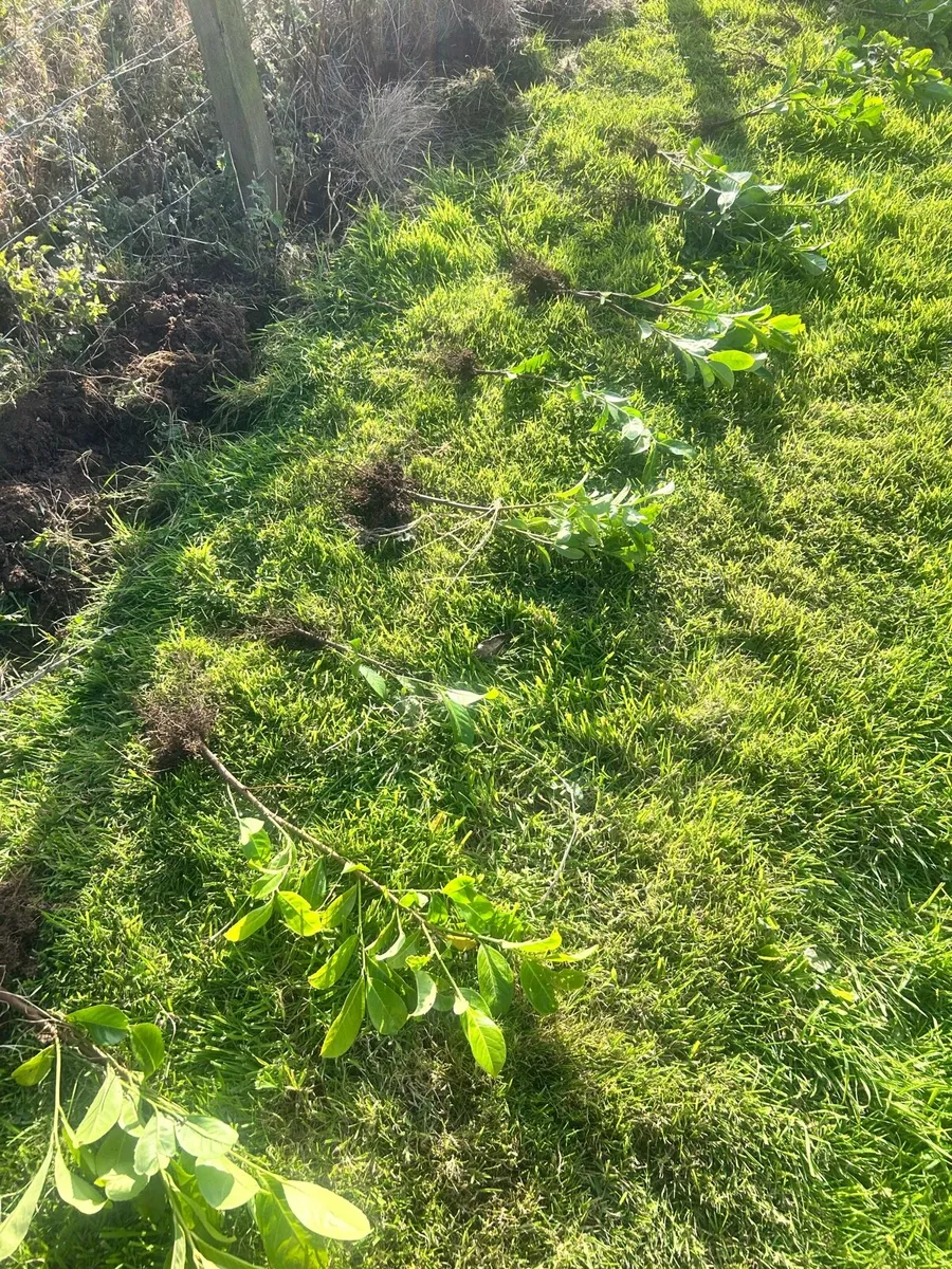 Laurel Hedging - Image 3