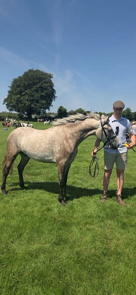 Connamara Pony - Image 1