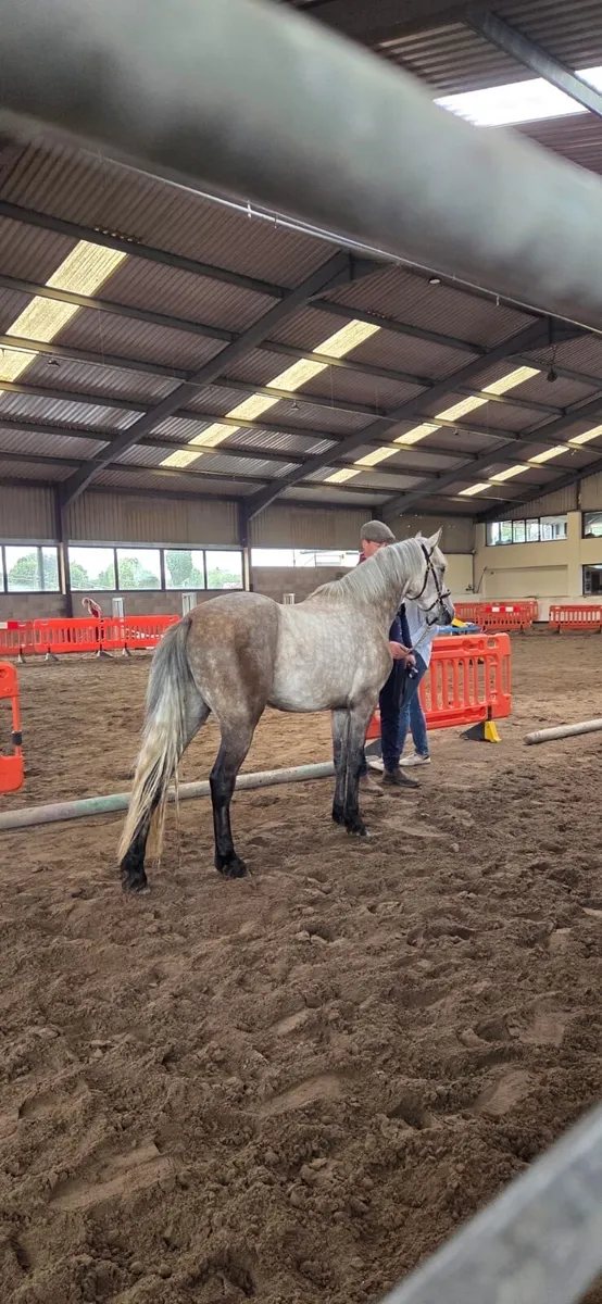 Connamara Pony - Image 3
