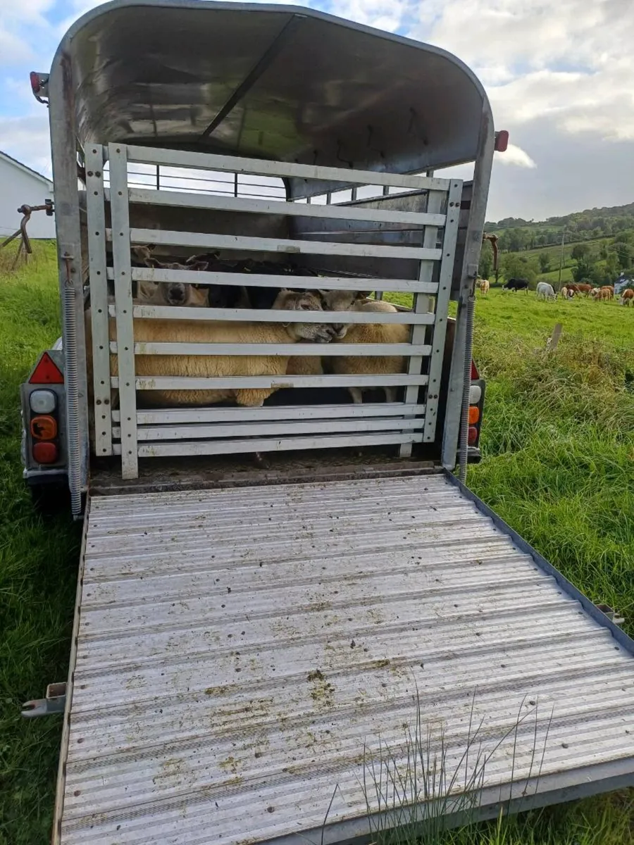 Nugent 12ft. 3 axle cattle trailer - Image 3
