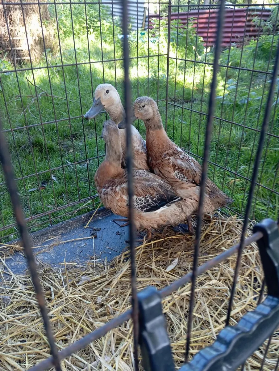 Poultry ducks and guinea fowl - Image 4