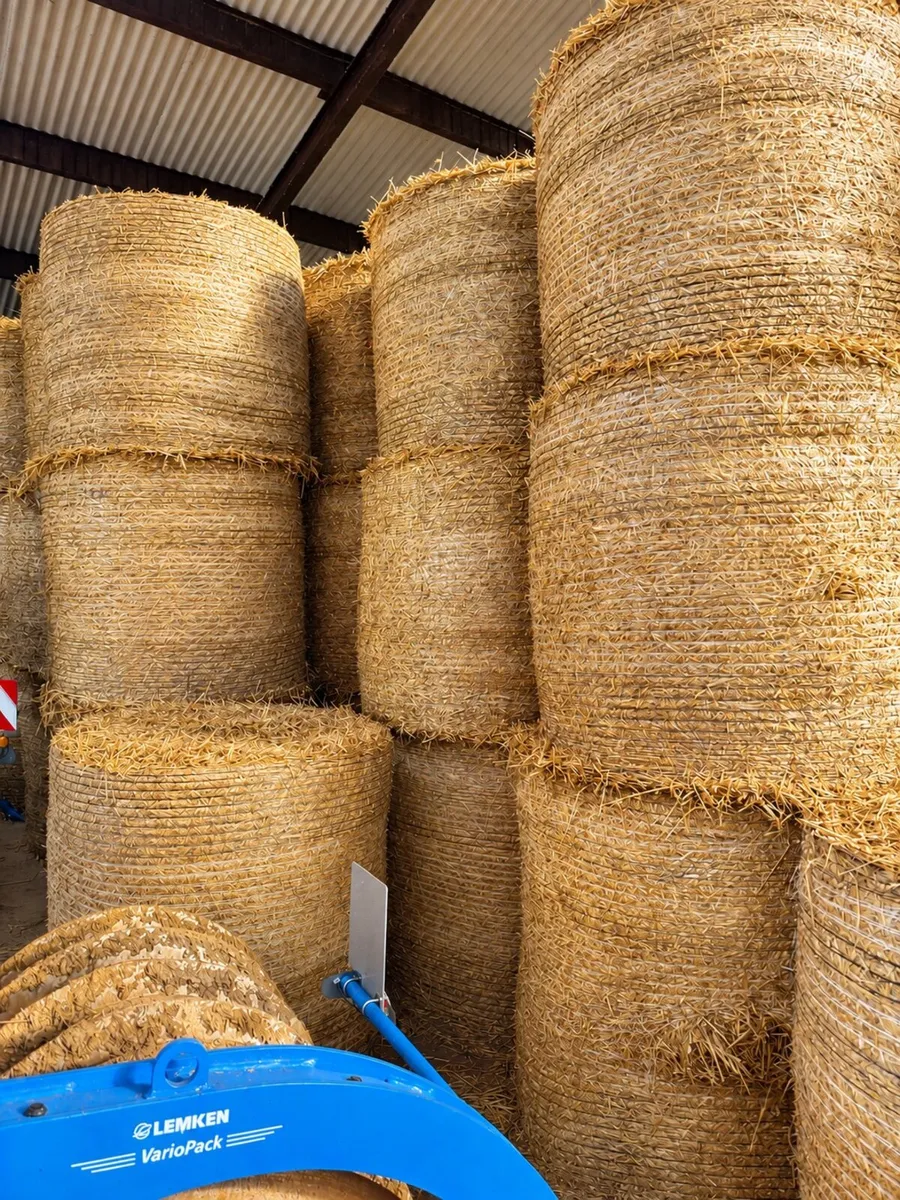 Wheat straw - Image 1