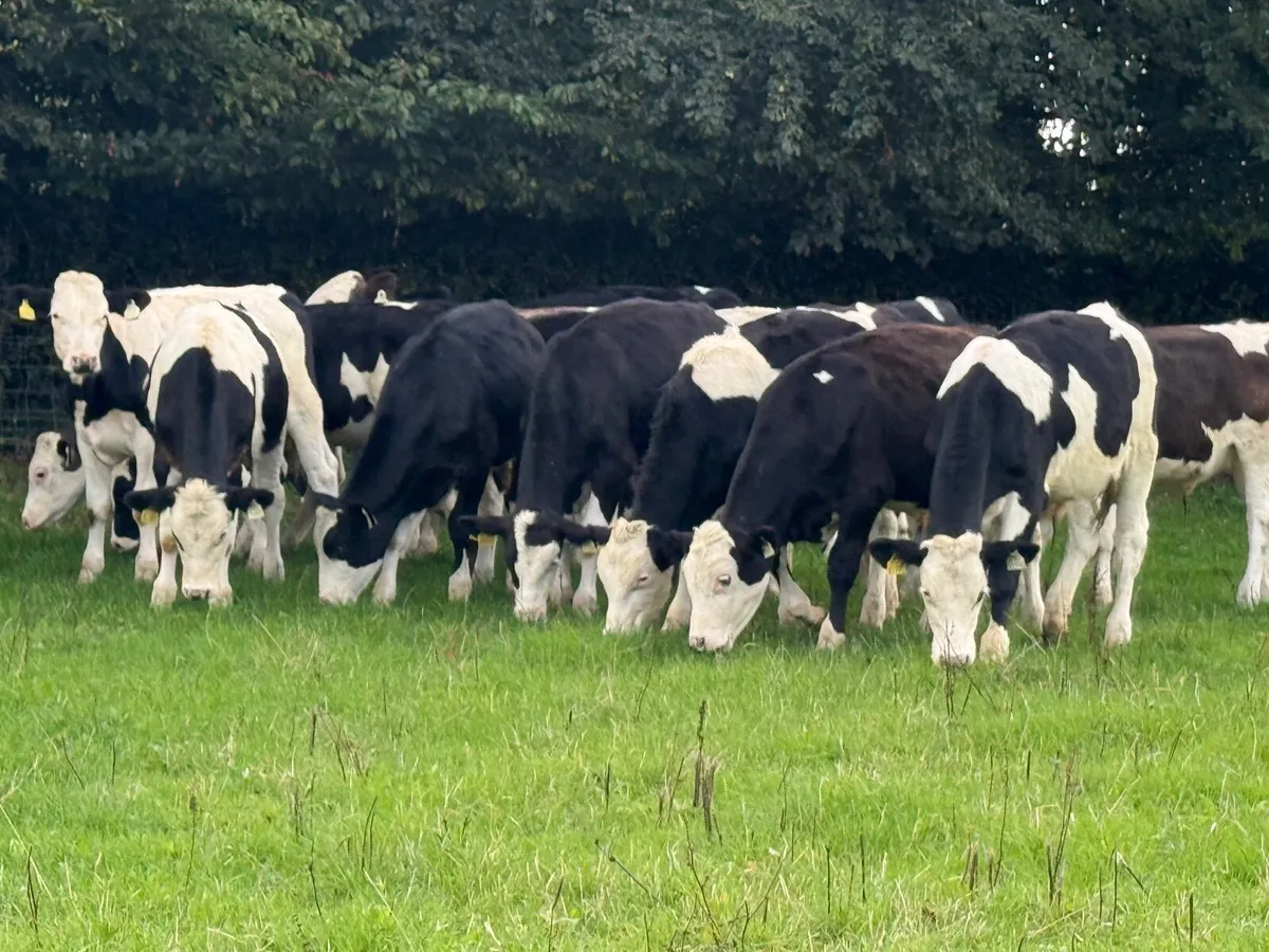 10 Simmental Bullock Weanlings - Image 2