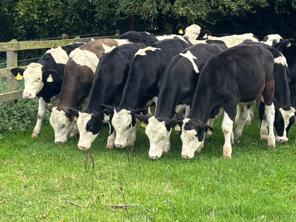 10 Simmental Bullock Weanlings - Image 3