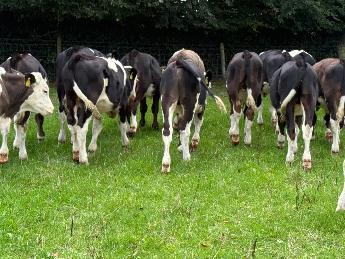 10 Simmental Bullock Weanlings - Image 4