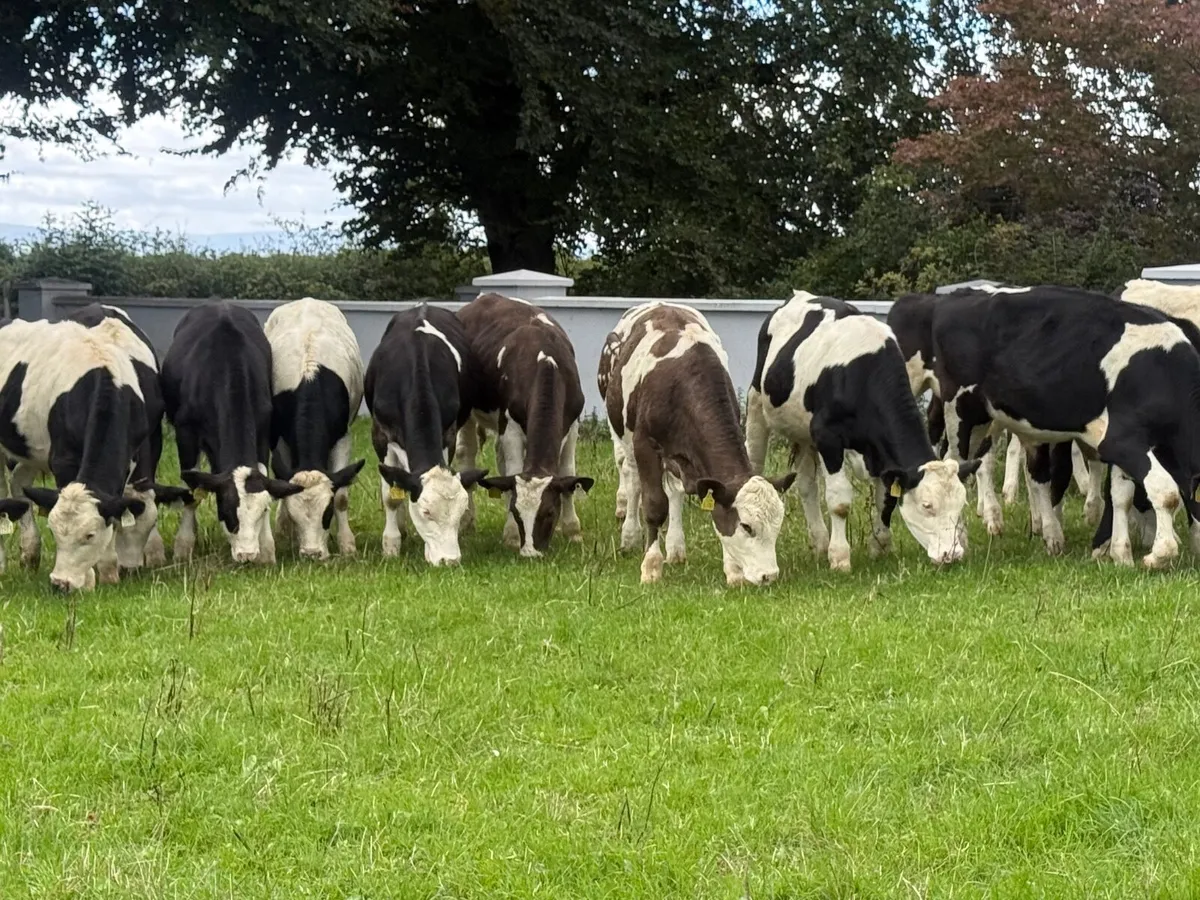 10 Simmental Bullock Weanlings - Image 1