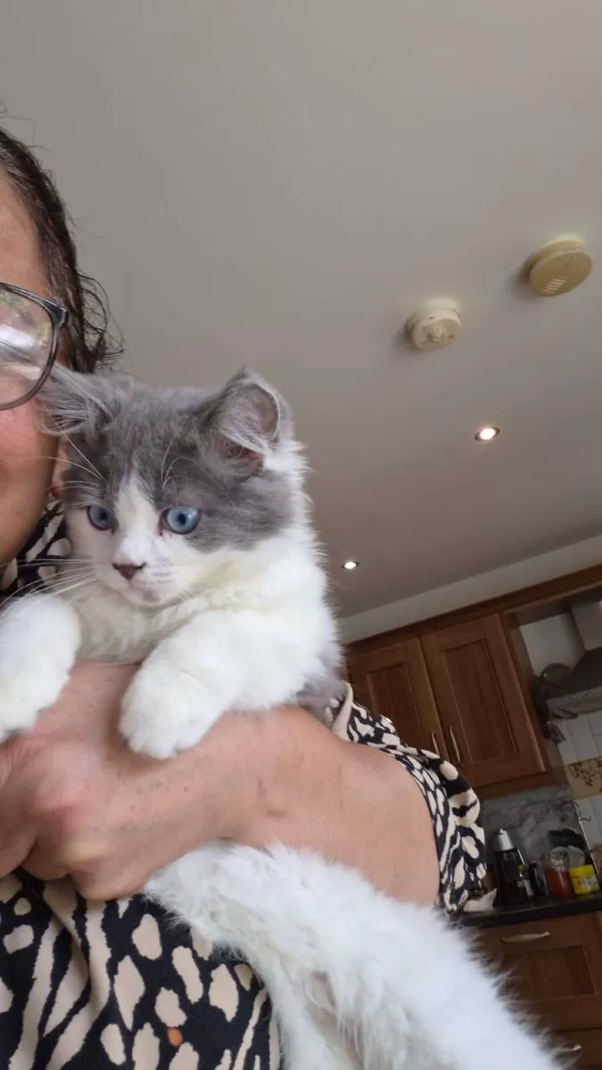 Ragdoll x Scottish Straight Kitten - Image 2