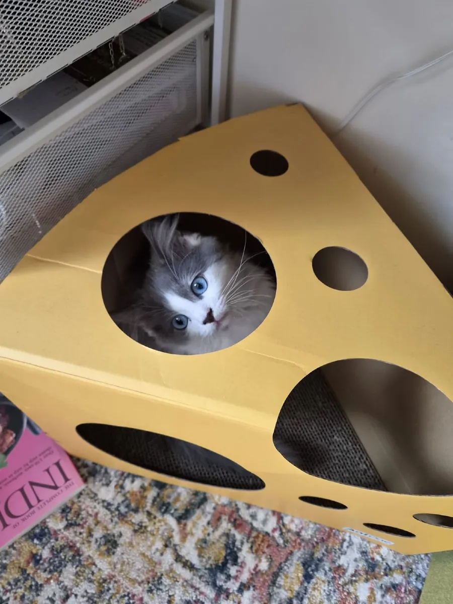 Ragdoll x Scottish Straight Kitten - Image 3
