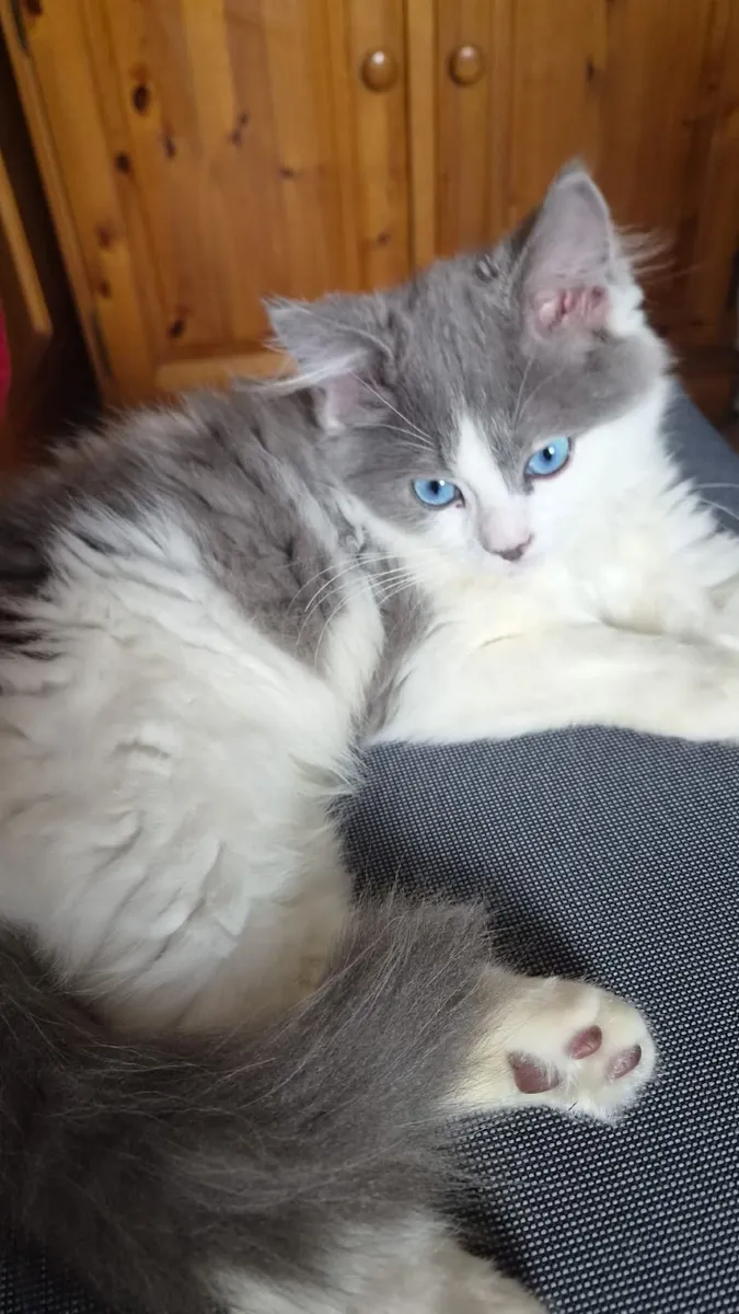 Ragdoll x Scottish Straight Kitten - Image 4