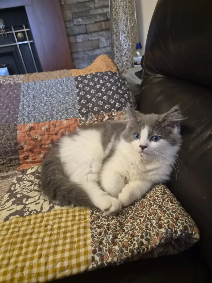 Ragdoll x Scottish Straight Kitten - Image 1