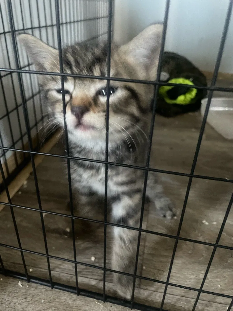 Kittys - Image 1
