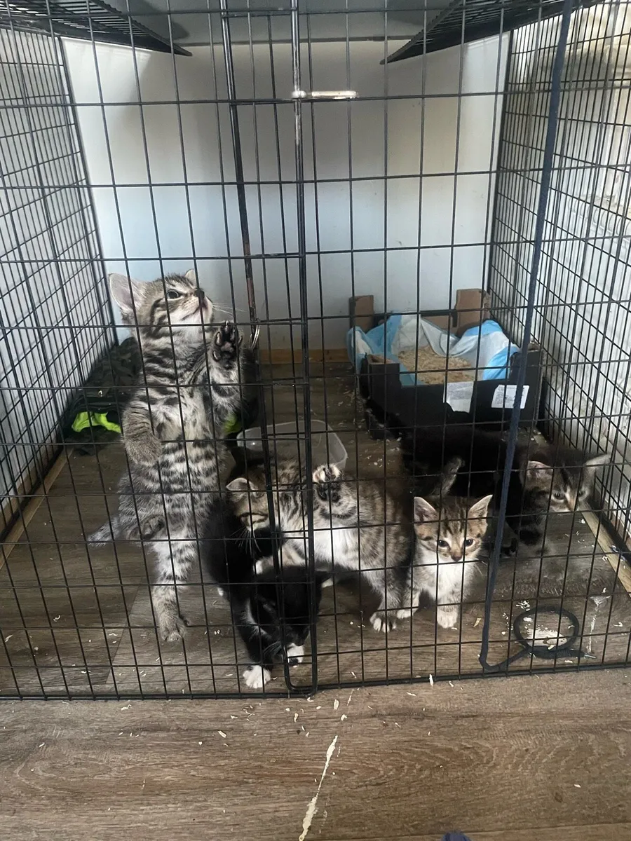 Kittys - Image 2
