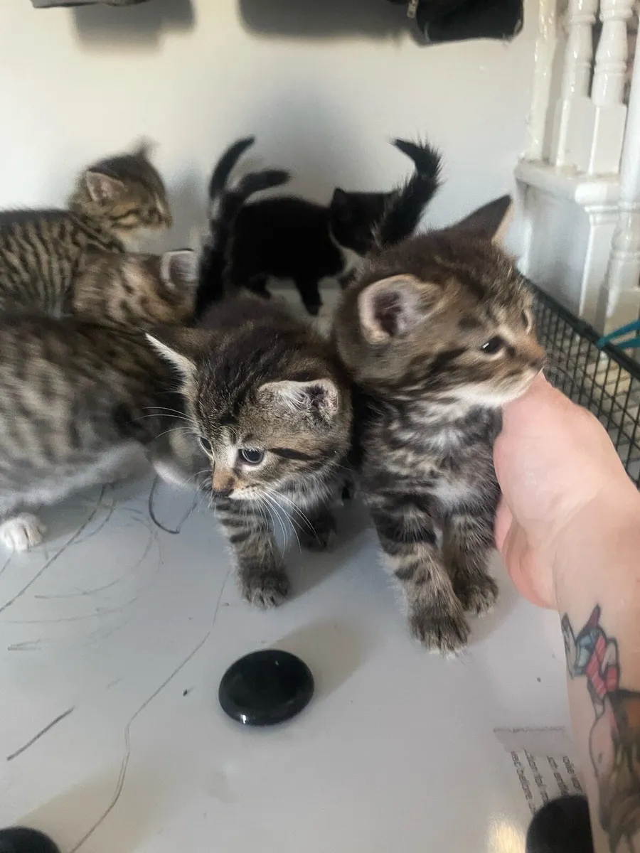 Kittys - Image 3