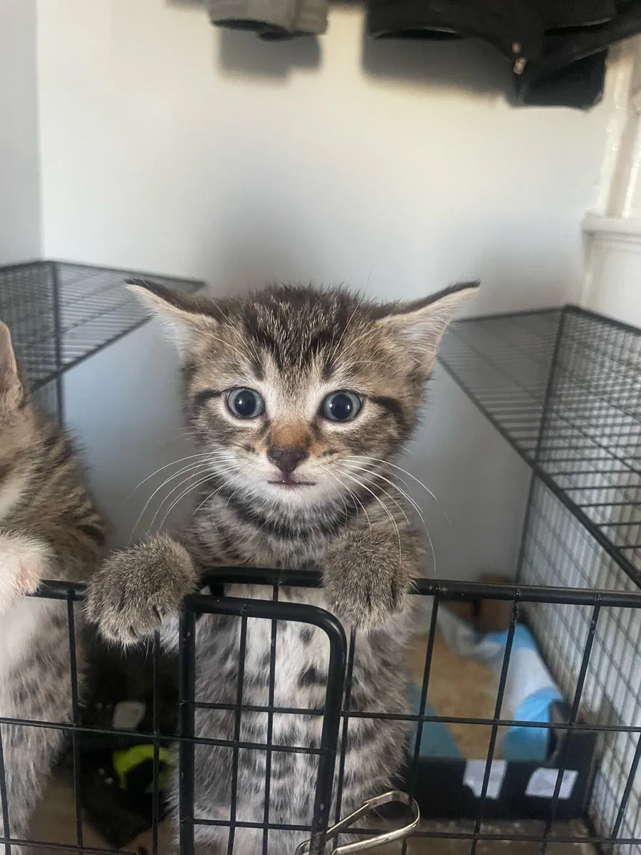 Kittys - Image 4