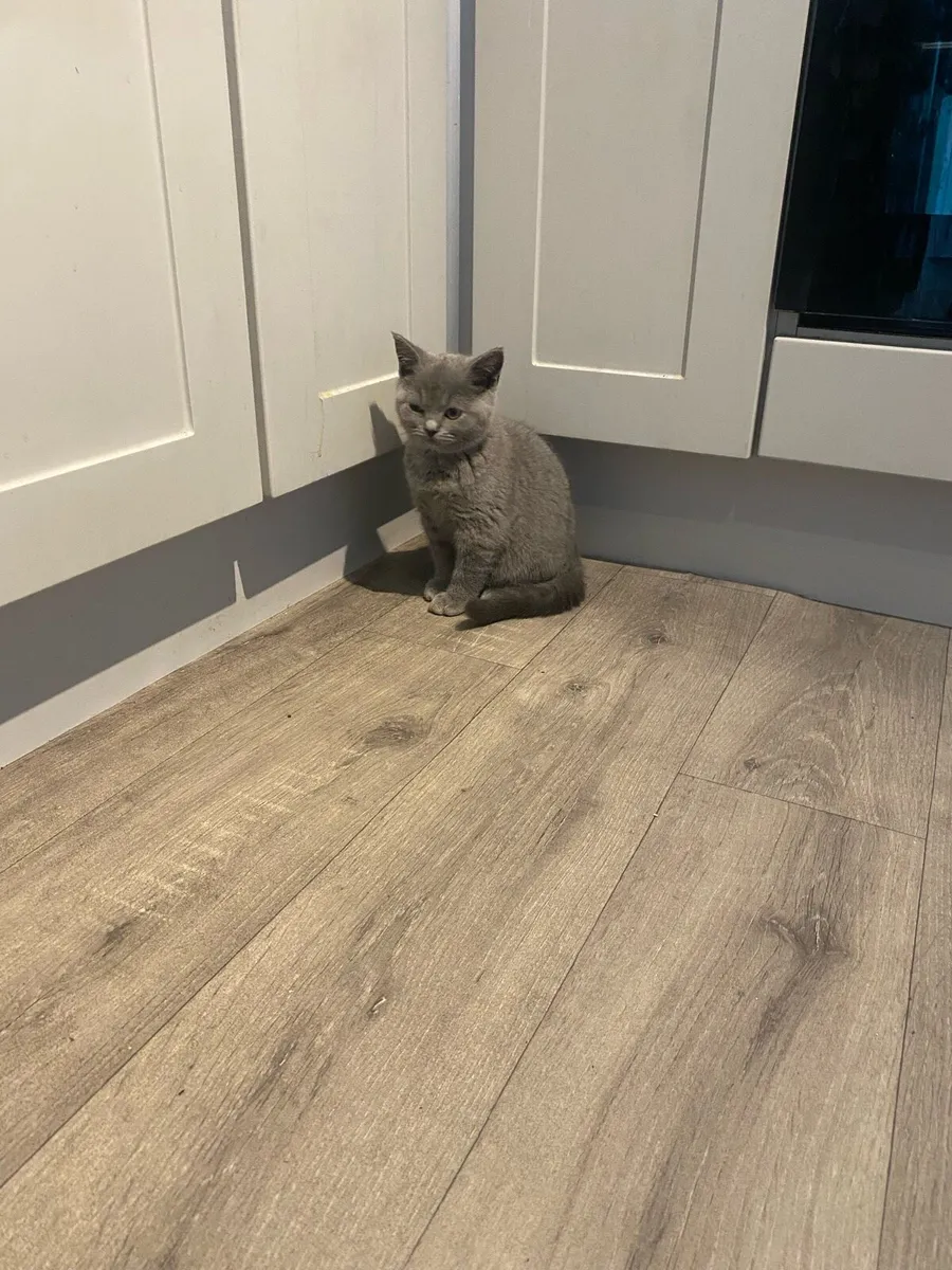 Pure bred British shorthair kittens 1female,2males - Image 2